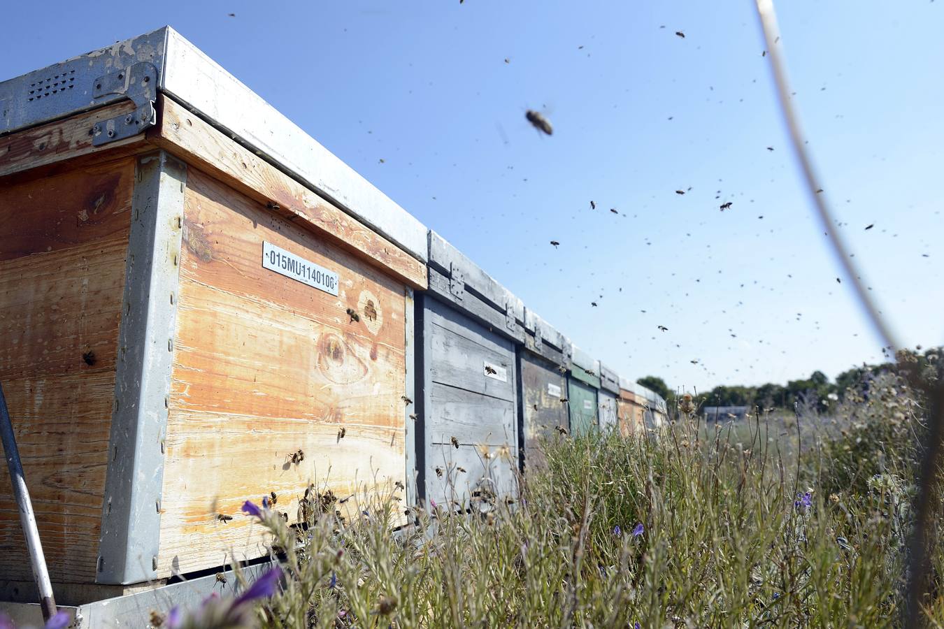 Ana Marín y Cristóbal Martínez, apicultores de Caravaca y propietarios de Miel Fuente Marqués, llevan 15 años al frente de su particular y numerosísimo 'rebaño' de unos 90 millones de cabezas.