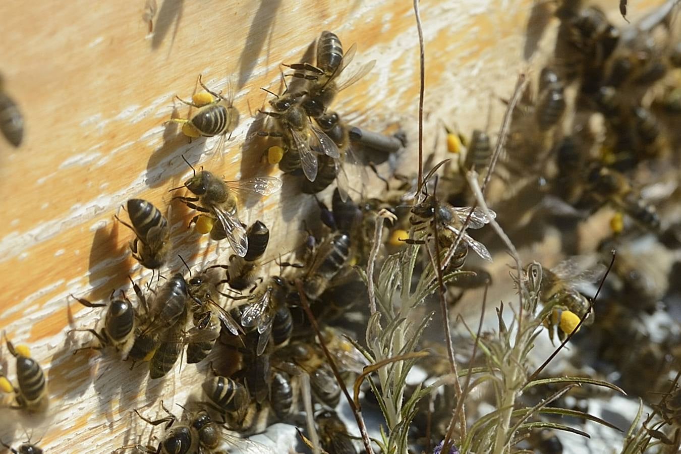 Ana Marín y Cristóbal Martínez, apicultores de Caravaca y propietarios de Miel Fuente Marqués, llevan 15 años al frente de su particular y numerosísimo 'rebaño' de unos 90 millones de cabezas.