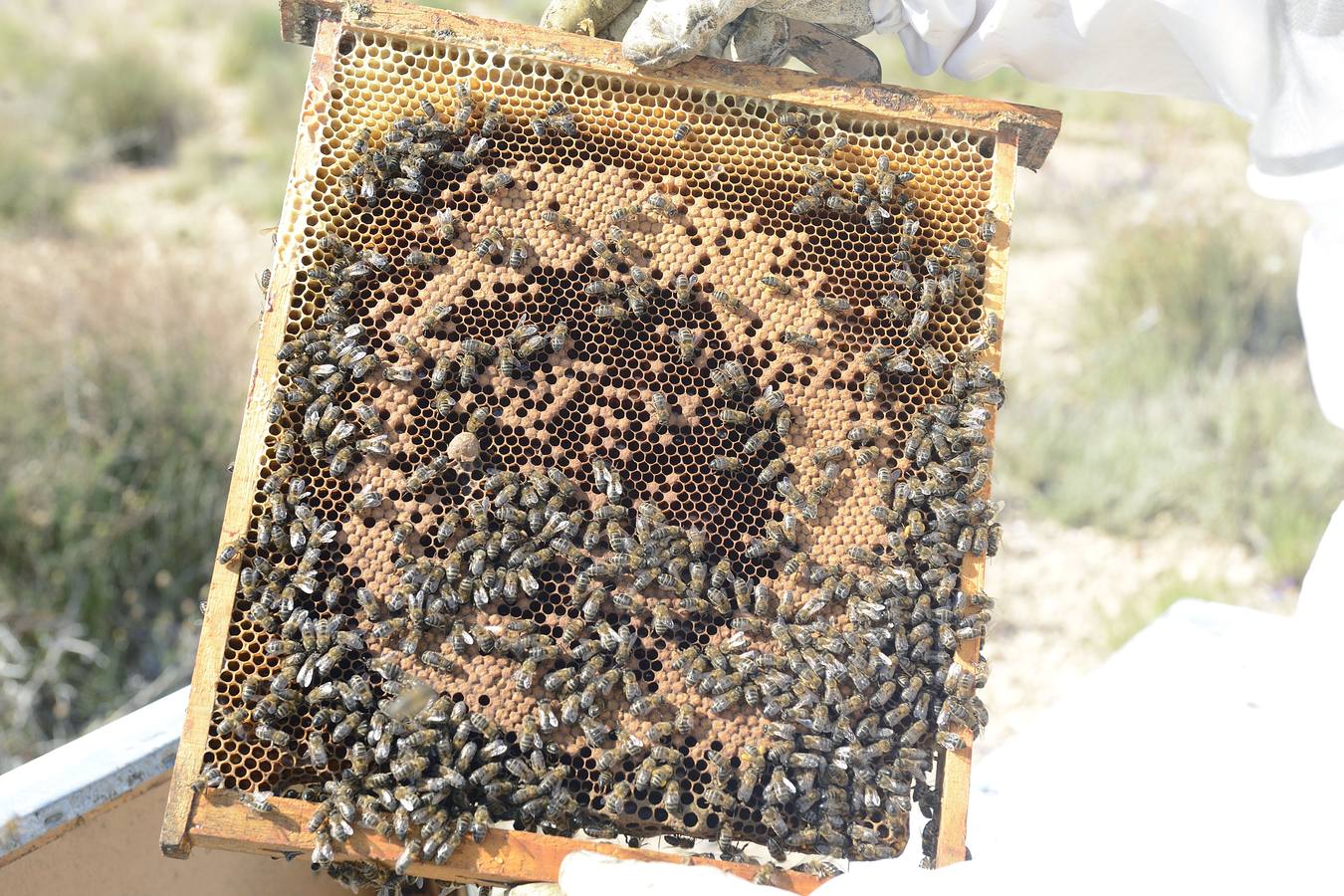 Ana Marín y Cristóbal Martínez, apicultores de Caravaca y propietarios de Miel Fuente Marqués, llevan 15 años al frente de su particular y numerosísimo 'rebaño' de unos 90 millones de cabezas.