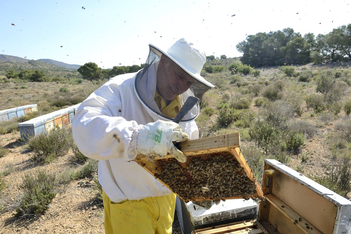 Ana Marín y Cristóbal Martínez, apicultores de Caravaca y propietarios de Miel Fuente Marqués, llevan 15 años al frente de su particular y numerosísimo 'rebaño' de unos 90 millones de cabezas.