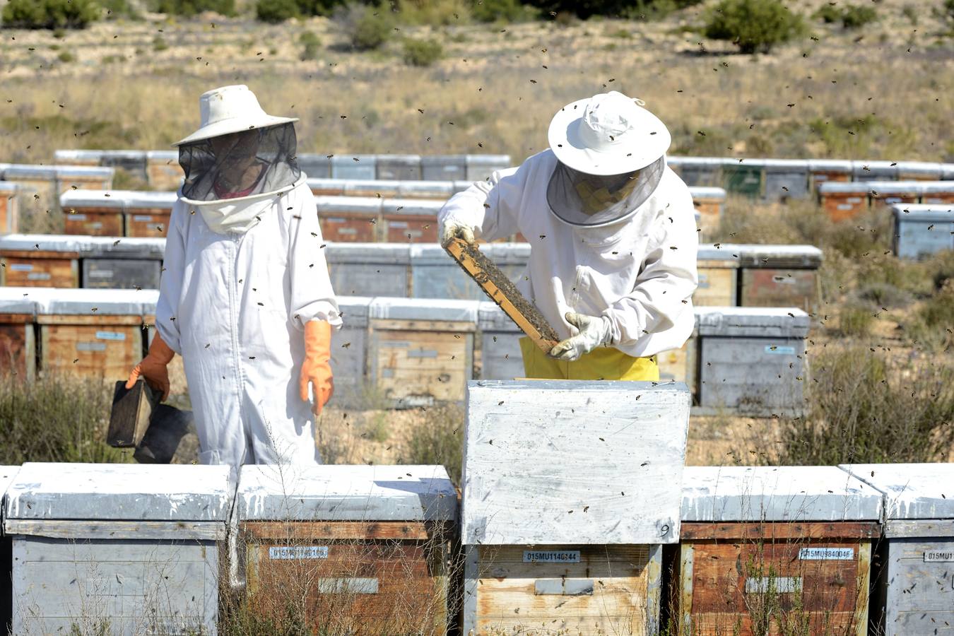 Ana Marín y Cristóbal Martínez, apicultores de Caravaca y propietarios de Miel Fuente Marqués, llevan 15 años al frente de su particular y numerosísimo 'rebaño' de unos 90 millones de cabezas.