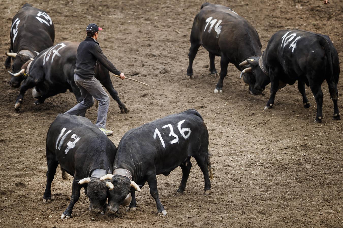 Vacas Herens chocan sus cuernos durante la ronda de clasificación de la final nacional de la raza d'Herens en Aproz, Suiza. Cada año, cuando se llevan a los pastos alpinos, se prueba la fuerza de las vacas y lucha por el liderazgo de la manada. La competencia continúa hasta que una nueva reina ha obligado a todas las otras vacas a retirarse.