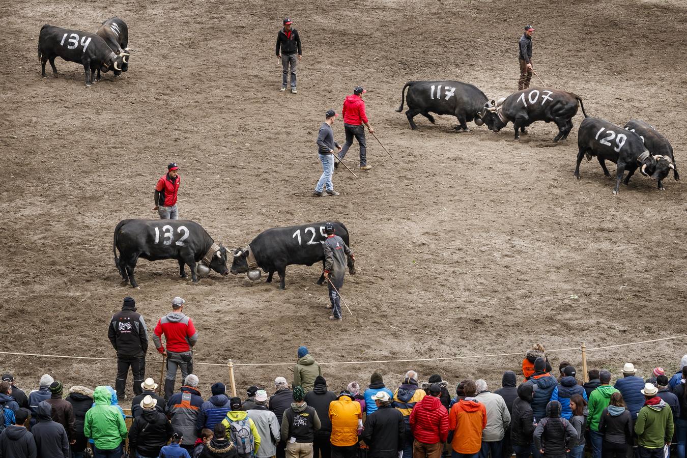 Vacas Herens chocan sus cuernos durante la ronda de clasificación de la final nacional de la raza d'Herens en Aproz, Suiza. Cada año, cuando se llevan a los pastos alpinos, se prueba la fuerza de las vacas y lucha por el liderazgo de la manada. La competencia continúa hasta que una nueva reina ha obligado a todas las otras vacas a retirarse.