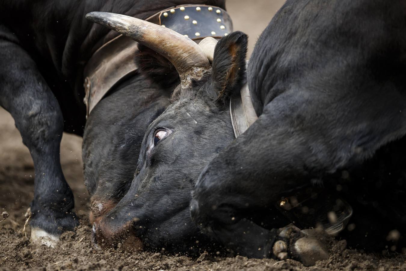 Vacas Herens chocan sus cuernos durante la ronda de clasificación de la final nacional de la raza d'Herens en Aproz, Suiza. Cada año, cuando se llevan a los pastos alpinos, se prueba la fuerza de las vacas y lucha por el liderazgo de la manada. La competencia continúa hasta que una nueva reina ha obligado a todas las otras vacas a retirarse.