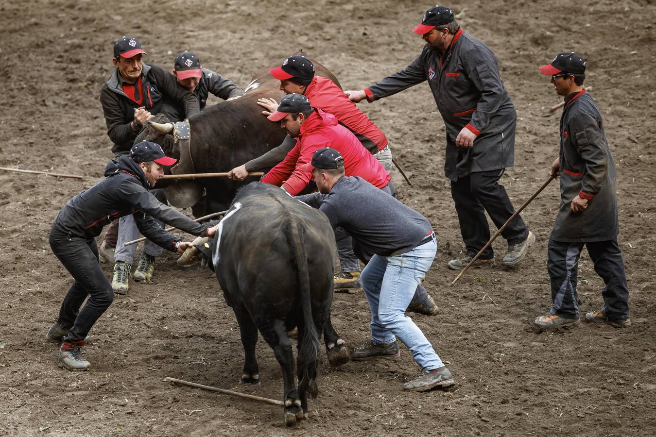 Vacas Herens chocan sus cuernos durante la ronda de clasificación de la final nacional de la raza d'Herens en Aproz, Suiza. Cada año, cuando se llevan a los pastos alpinos, se prueba la fuerza de las vacas y lucha por el liderazgo de la manada. La competencia continúa hasta que una nueva reina ha obligado a todas las otras vacas a retirarse.
