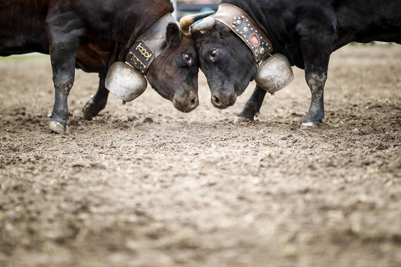 Vacas Herens chocan sus cuernos durante la ronda de clasificación de la final nacional de la raza d'Herens en Aproz, Suiza. Cada año, cuando se llevan a los pastos alpinos, se prueba la fuerza de las vacas y lucha por el liderazgo de la manada. La competencia continúa hasta que una nueva reina ha obligado a todas las otras vacas a retirarse.