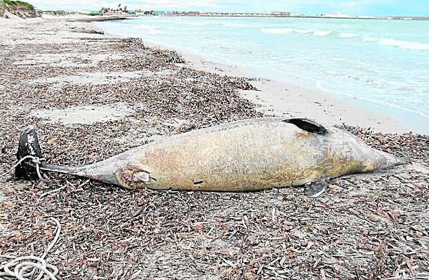 Delfín listado varado en una playa de la Región. 