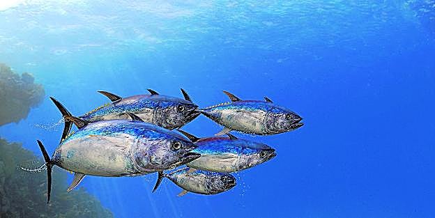 Un grupo de túnidos nadan juntos bajo el mar. 