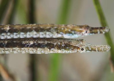 Imagen secundaria 1 - Pareja de aguja de río ('Syngnathus abaster'). | Macho de zorro ('Gobius niger') custodia su puesta.