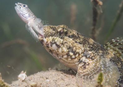 Imagen secundaria 1 - Una medusa huevo frito ('Cotylorhiza tuberculata') en la superficie del Mar Menor, al amanecer. | Un gobio de roca ('Gobius cobitis') devora un pez. | Ejemplar de nacra ('Pinna nobilis') en el Mar Menor.