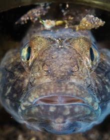 Imagen secundaria 2 - Pareja de aguja de río ('Syngnathus abaster'). | Macho de zorro ('Gobius niger') custodia su puesta.
