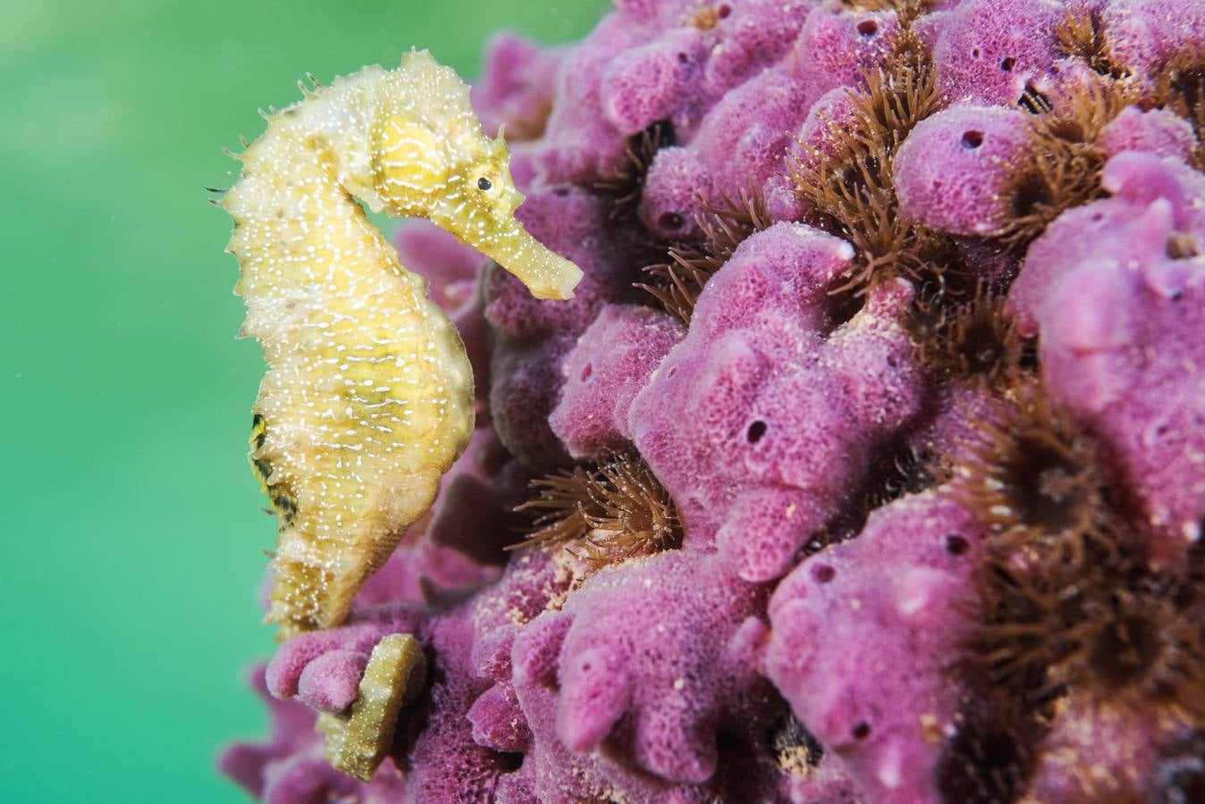 Un caballito de mar (‘Hippocampus guttulatus’) juvenil de unos 2 centímetros, sujeto a una llamativa esponja en el Mar Menor.