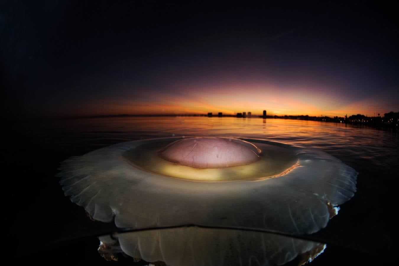 Una medusa huevo frito (‘Cotylorhiza tuberculata’) en la superficie del Mar Menor, al amanecer.