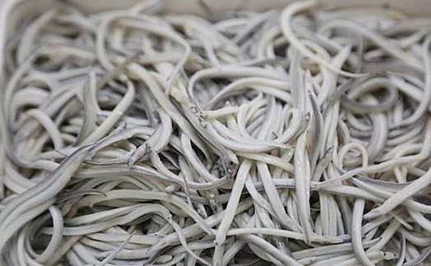 Interceptan en Barajas angulas robadas en Irún que iban a ser exportadas ilegalmente a Asia