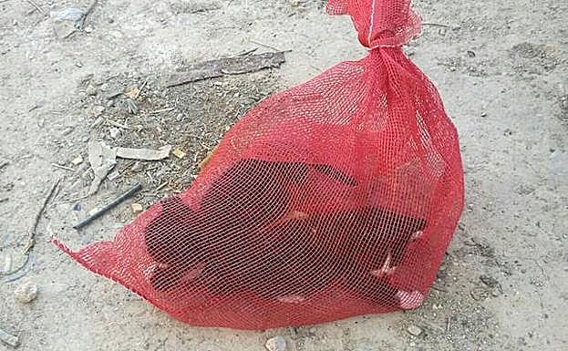 Los animales se encontraban encerrados dentro de una malla.