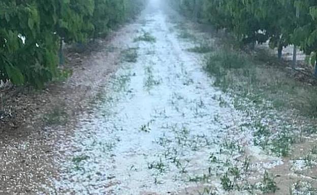 Un campo afectado por el granizo. 