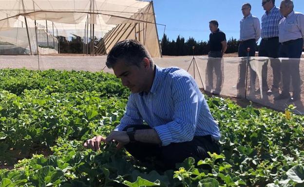 Del Amor comprueba el cultivo del melón del Centro de Demostración Agraria de San Javier.