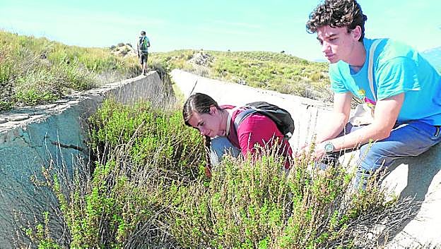 Voluntarios buscan tortugas mora en el canal del Luchena. 