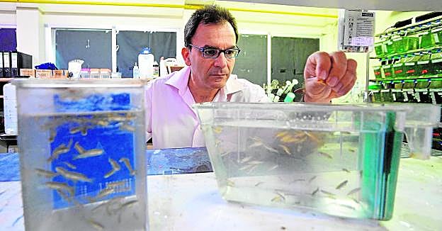Victoriano Mulero, en el laboratorio de Biología Celular de la UMU, rodeado de peces cebra. 