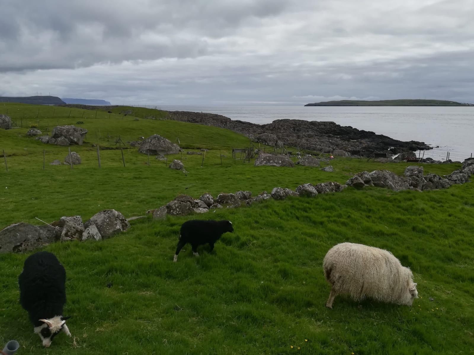 Ovejas pastan en un prado de los acantilados de las Islas Feroe. 