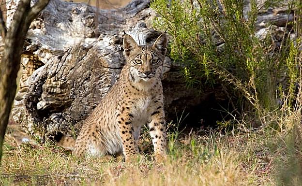 Uno de los 686 linces ibéricos que viven libres.