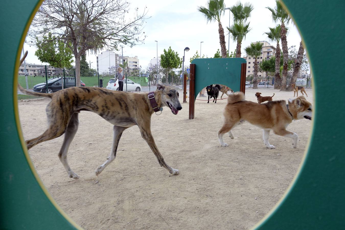 Los vecinos se quejan de la falta de limpieza y del tipo de tierra, que causa conjuntivitis a las mascotas 