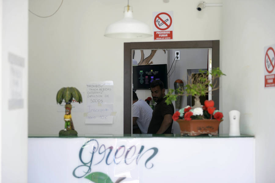 La Policía Nacional intervino 2.000 plantas de marihuana, encontradas en domicilios de Corvera, San José de la Vega, Santomera, Espinardo, La Alberca y La Arboleja
