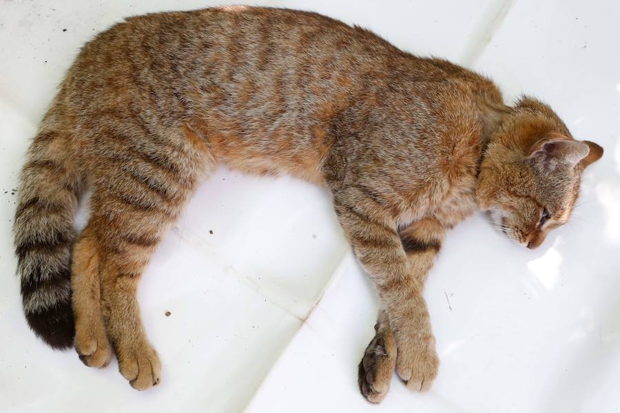 Descubren una nueva especie de felino en una zona montañosa de la isla francesa 