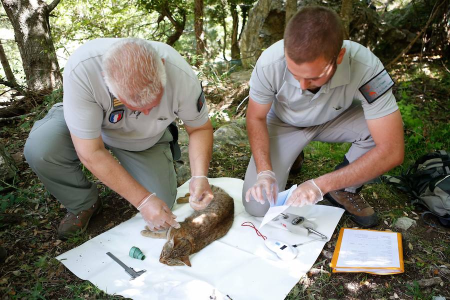 Descubren una nueva especie de felino en una zona montañosa de la isla francesa 