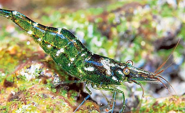 Imagen principal - 1. Camarón de río, abundante en el Chícamo. | 2. Trucha común ('Salmo trutta'). | 3. Caballito del diablo 'Calopteryx haemorrhoidalis'.