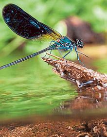 Imagen secundaria 2 - 1. Camarón de río, abundante en el Chícamo. | 2. Trucha común ('Salmo trutta'). | 3. Caballito del diablo 'Calopteryx haemorrhoidalis'.