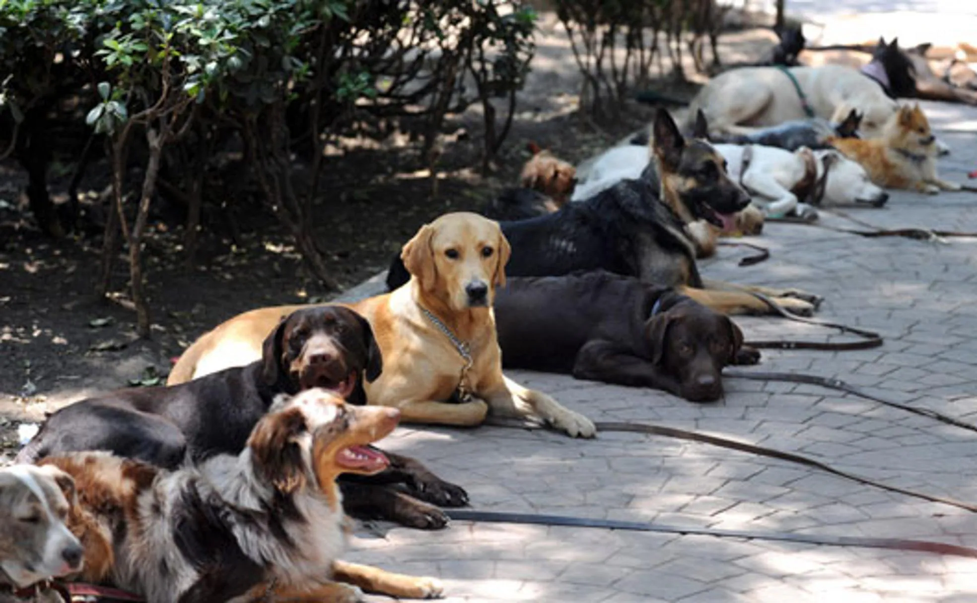 Mascotas límite Trastorno Más perros que niños: el efecto colateral de la sangría demográfica | La  Verdad