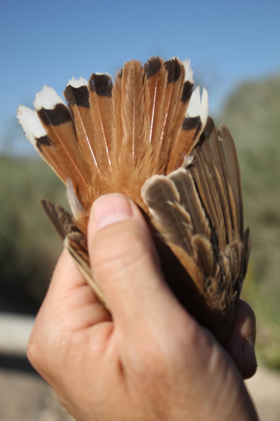 La Asociación de Naturalistas del Sureste descubre en Águilas y Mazarrón una importante población de esta ave casi desaparecida en la Región de Murcia