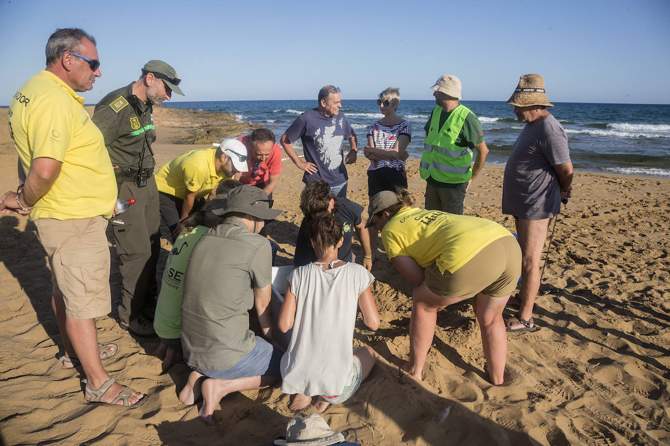 Medio Ambiente custodia en Cala Arturo el primer anidamiento de esta especie en el litoral de la Región en más de cien años.