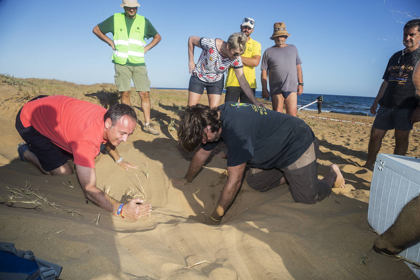 Medio Ambiente custodia en Cala Arturo el primer anidamiento de esta especie en el litoral de la Región en más de cien años.