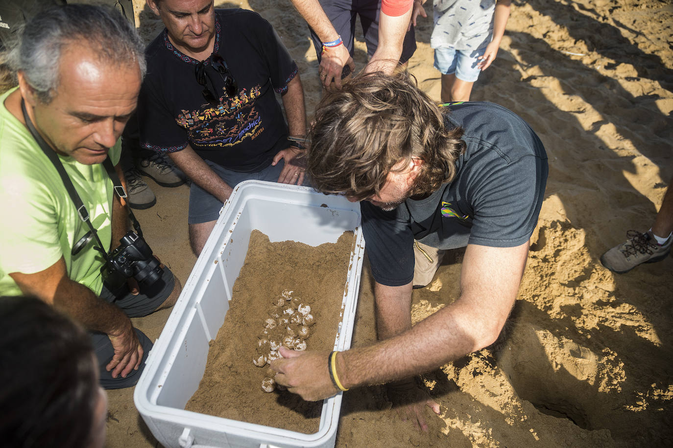 Medio Ambiente custodia en Cala Arturo el primer anidamiento de esta especie en el litoral de la Región en más de cien años.