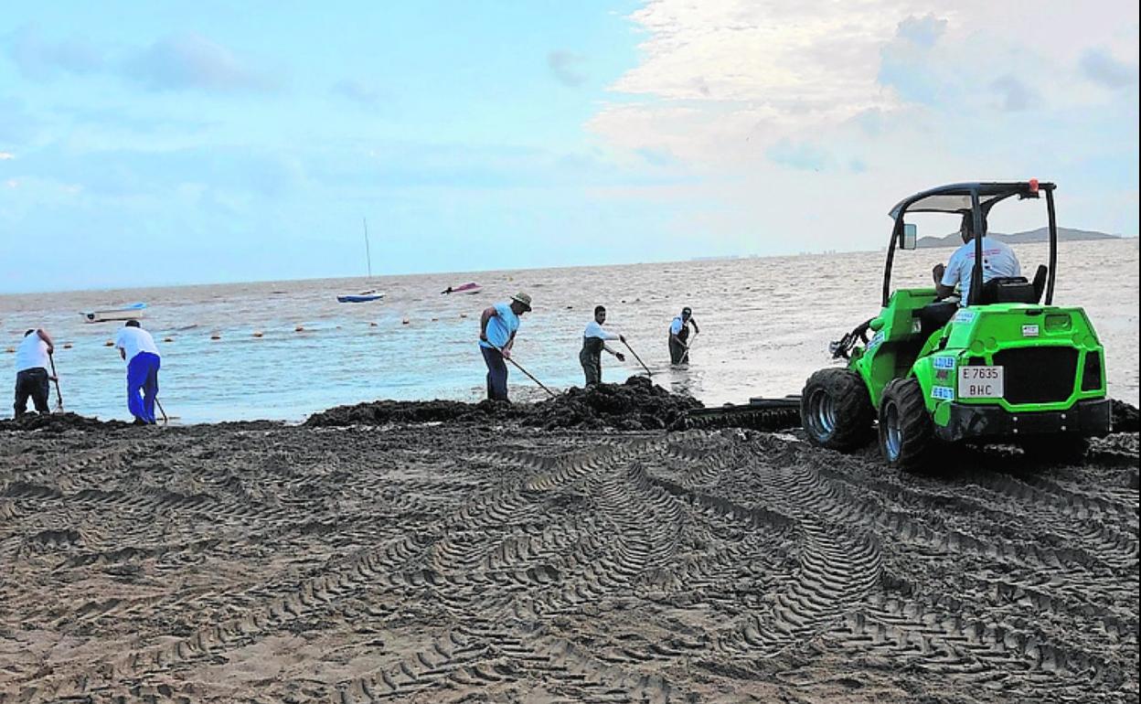 Un grupo de operarios recoge algas en la playa de Punta Brava.