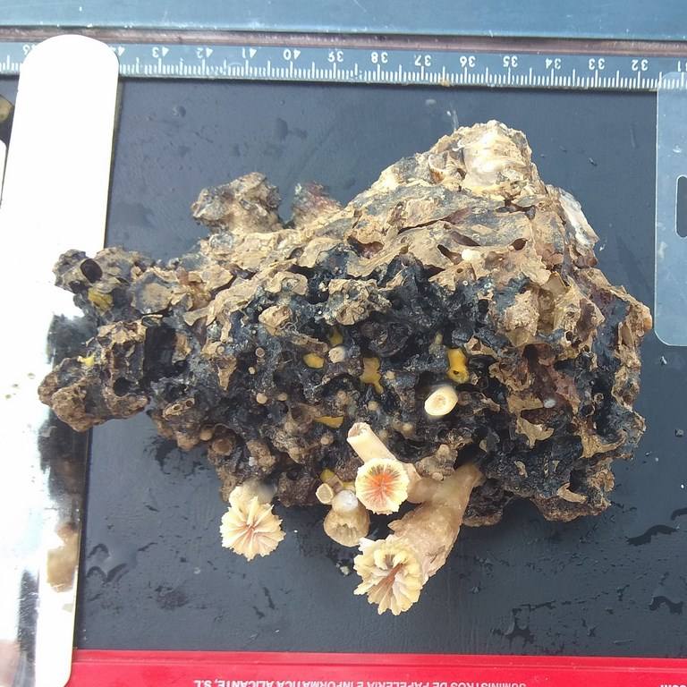 Científicos del IEO y de la Universidad de Alicante documentan la existencia de especies vulnerables en los montes submarinos de Torrevieja a Águilas para impulsar su protección