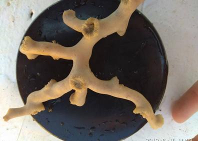 Imagen secundaria 1 - Arriba: muestras de gorgonias extraídas del fondo marino. Abajo: Coral de profundidad. 