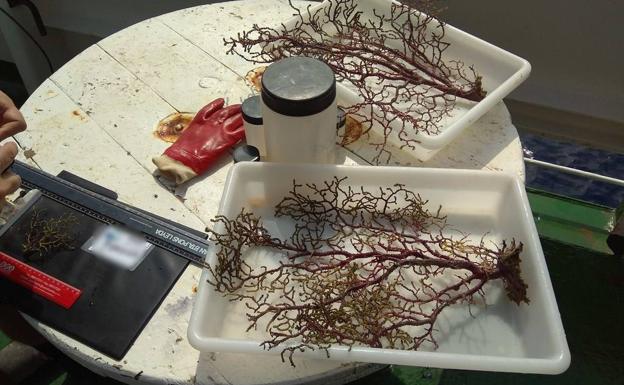 Imagen principal - Arriba: muestras de gorgonias extraídas del fondo marino. Abajo: Coral de profundidad. 
