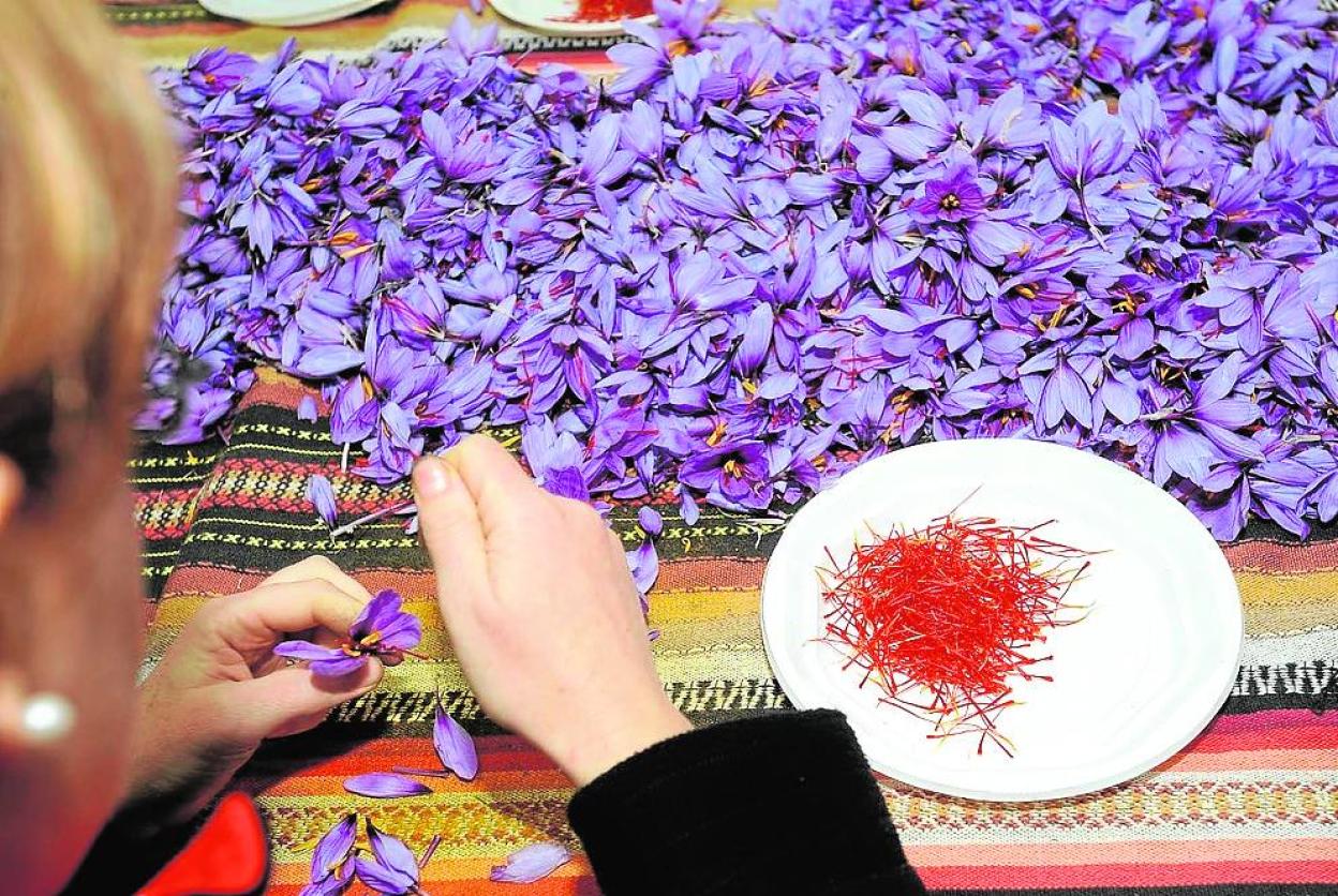 Estigmas de azafrán junto a los pétalos que deja su extracción. 