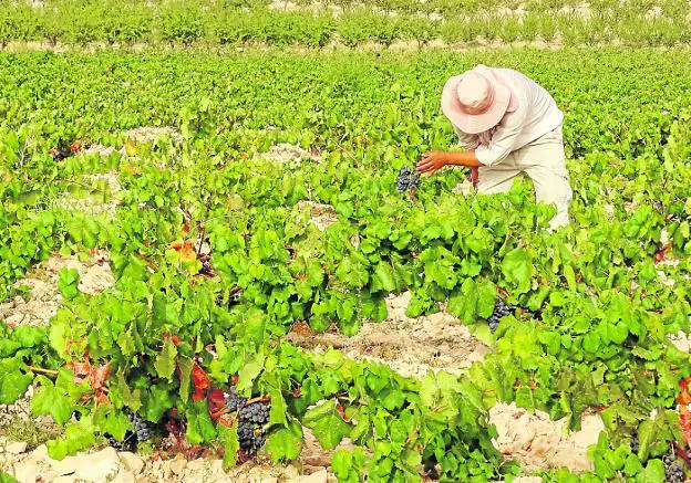 Un jornalero de una finca jumillana recoge racimos de uva, en una imagen de archivo. 