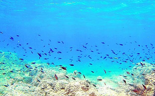 Banco de peces sobre el bajo de la Laja.