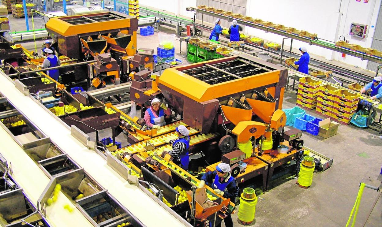 Máquinas como estas calibradoras de la cooperativa Hortamira son demandadas en el exterior. 