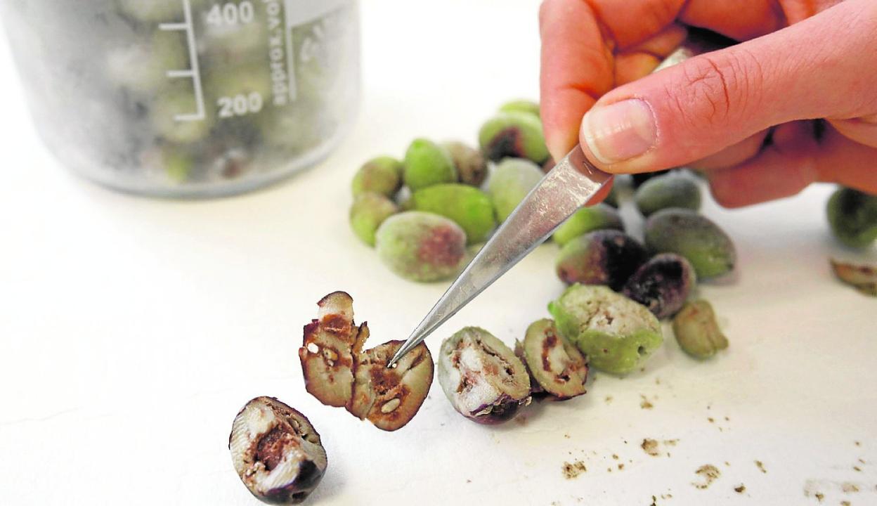 Aceitunas afectadas por la 'Xylella fastidiosa', en un laboratorio. 