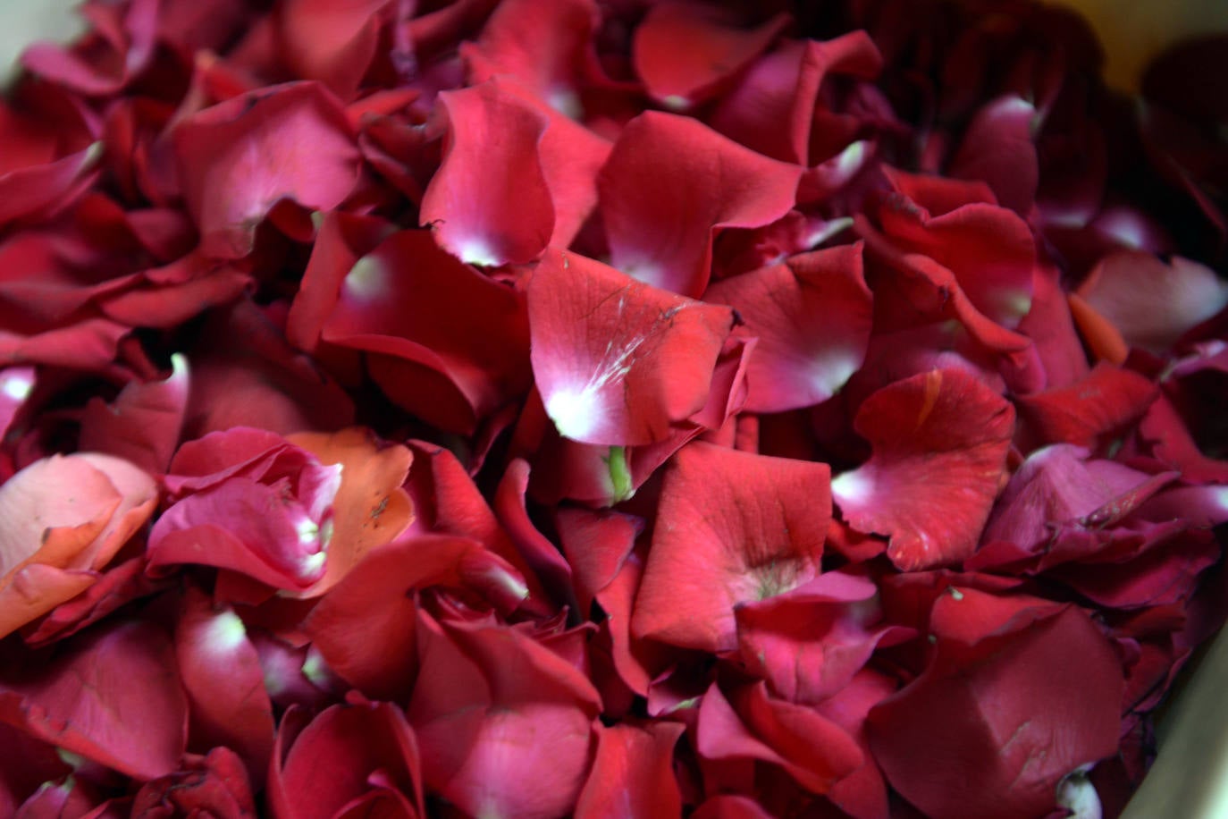 Miles de devotos acompañaron a La Patrona hasta la plaza Cardenal Belluga, donde fue recibida por una petalada formada por 10.000 pétalos de rosa