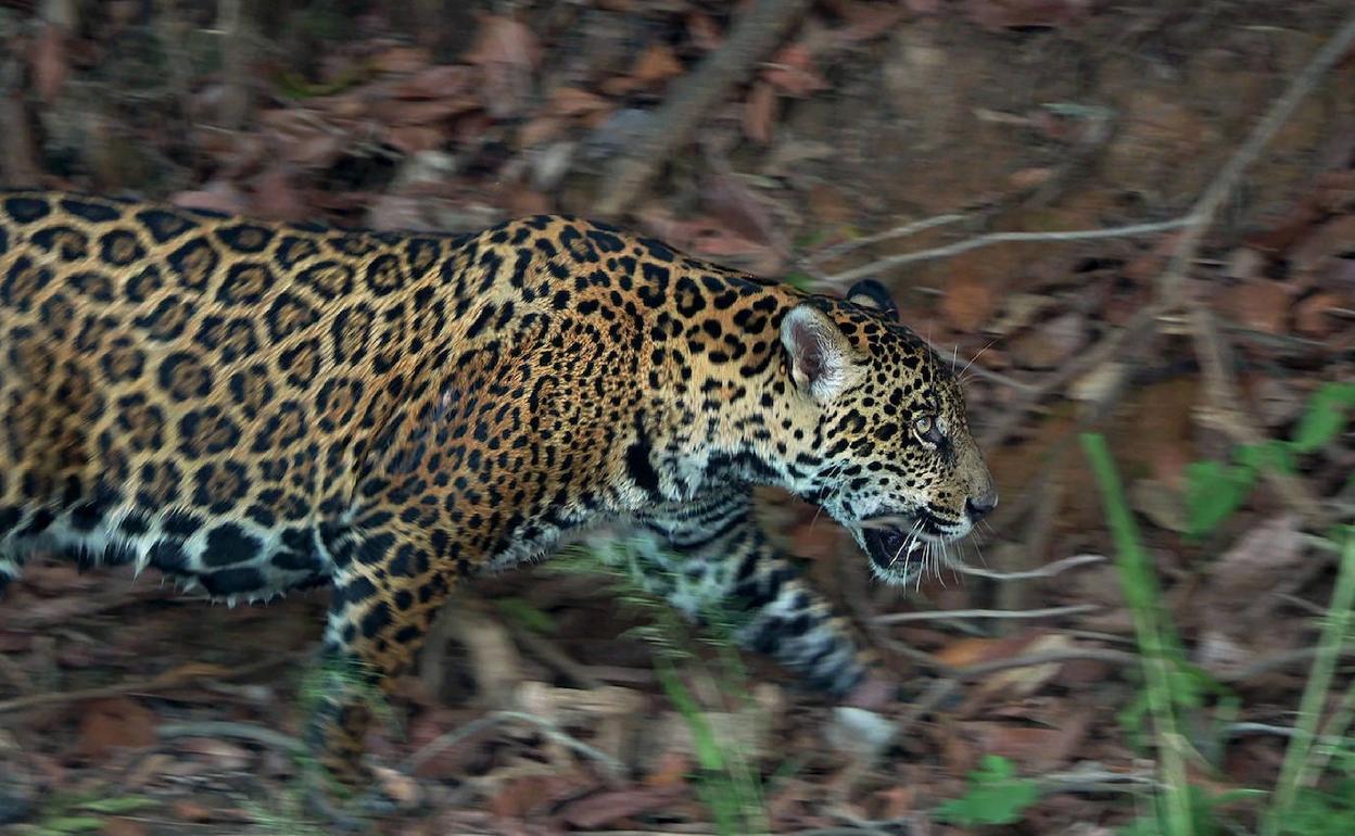 Un jaguar en el Amazonas.