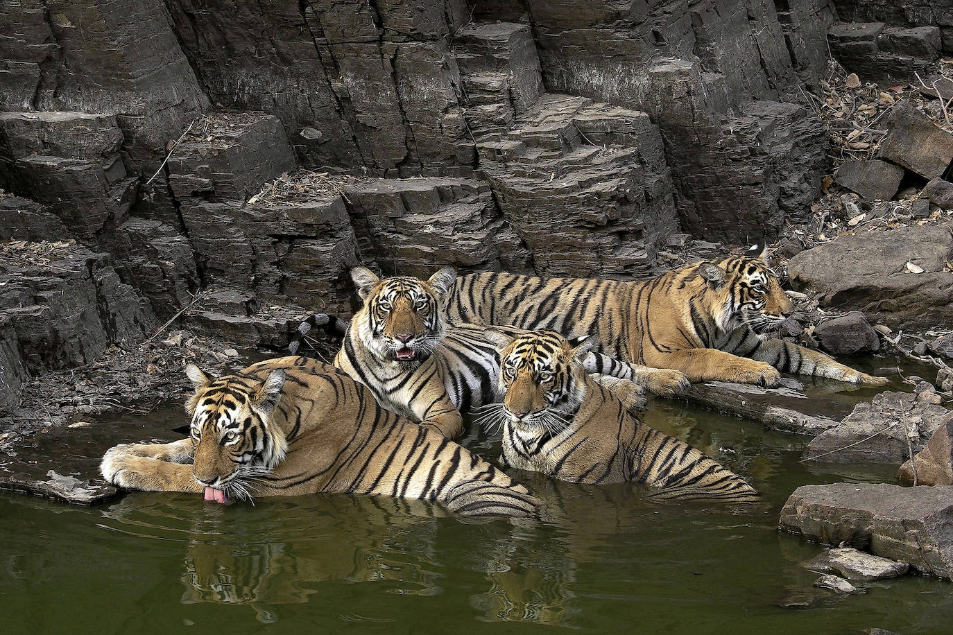 El fotógrafo Andoni Canela rastrea a jaguares, pumas, linces, leones, tigres, leopardos y guepardos en su proyecto multimedia 'Panteras'.