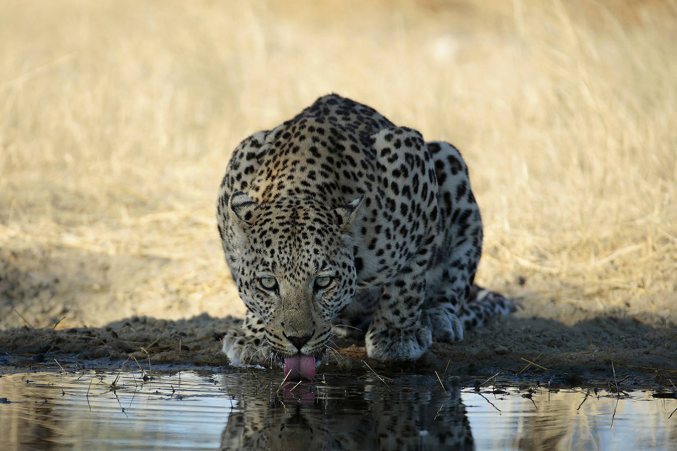 El fotógrafo Andoni Canela rastrea a jaguares, pumas, linces, leones, tigres, leopardos y guepardos en su proyecto multimedia 'Panteras'.