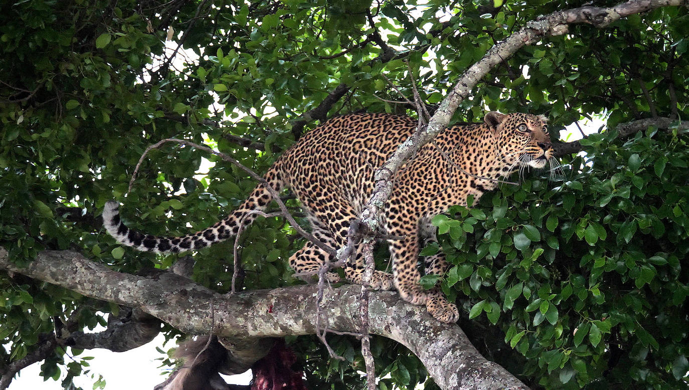 El fotógrafo Andoni Canela rastrea a jaguares, pumas, linces, leones, tigres, leopardos y guepardos en su proyecto multimedia 'Panteras'.